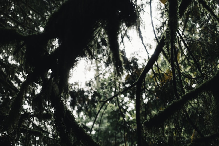 Tall coastal spruce trees forming a dim green canopy